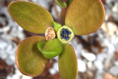 نسب المصنف - غير تجاري 4.0 دولي (CC BY-NC 4.0)- i naturalist.