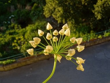 نسب المصنف - غير تجاري 4.0 دولي (CC BY-NC 4.0)- i naturalist.