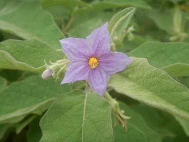 نسب المصنف - غير تجاري 4.0 دولي (CC BY-NC 4.0)- i naturalist.