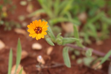 الأزهار، شهر آذار. هذه الصورة مرخصة تحت المشاع الاٍبداعي نسب المصنف - غير تجاري 4.0