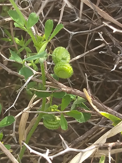 Seed Pods, March. This photo is available under the Creative Commons CC-BY-NC 4.0.