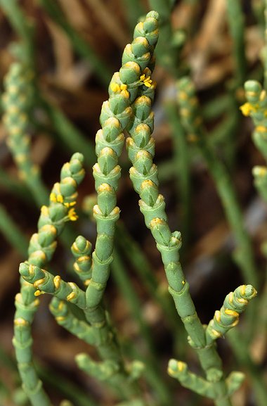 نسب المصنف - غير تجاري 4.0 دولي (CC BY-NC 4.0)- i naturalist.