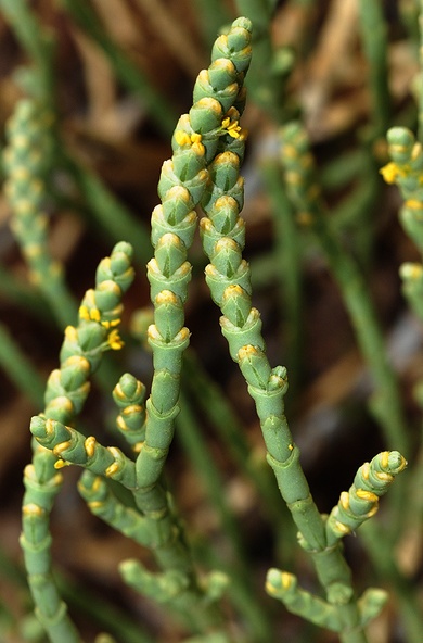 Via inaturalist. Licensed under Attribution-NonCommercial 4.0.International.