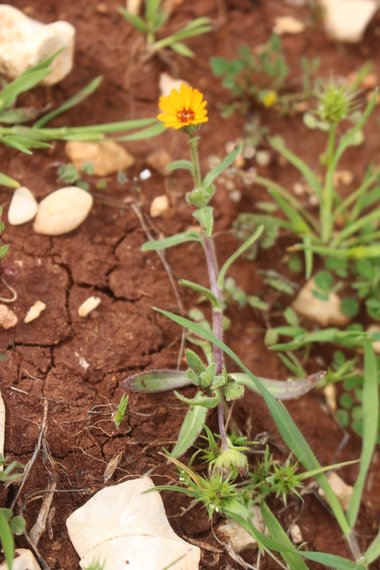 صورة عامة، شهر آذار. هذه الصورة مرخصة تحت المشاع الاٍبداعي نسب المصنف - غير تجاري 4.0