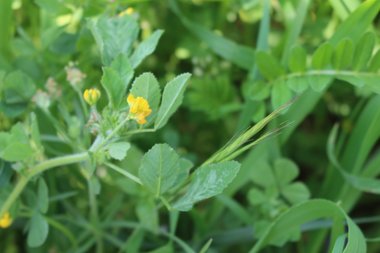 الأزهار و الأوراق، شهر آذار. هذه الصورة مرخصة تحت المشاع الاٍبداعي نسب المصنف - غير تجاري 4.0