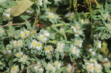 الأزهار والأوراق، شهر نيسان. هذه الصورة مرخصة تحت المشاع الاٍبداعي نسب المصنف - غير تجاري 4.0