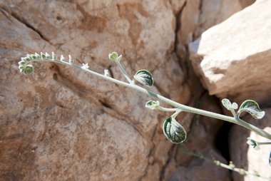 نسب المصنف - غير تجاري 4.0 دولي (CC BY-NC 4.0)- i naturalist.