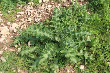 Leaves, March. This photo is available under the Creative Commons CC-BY-NC 4.0 License.