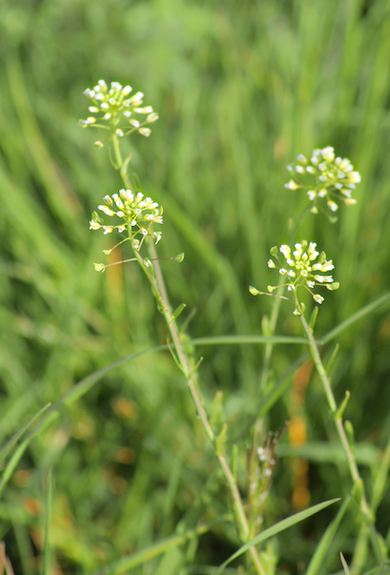 Via inaturalist. Licensed under Attribution-NonCommercial 4.0.International.