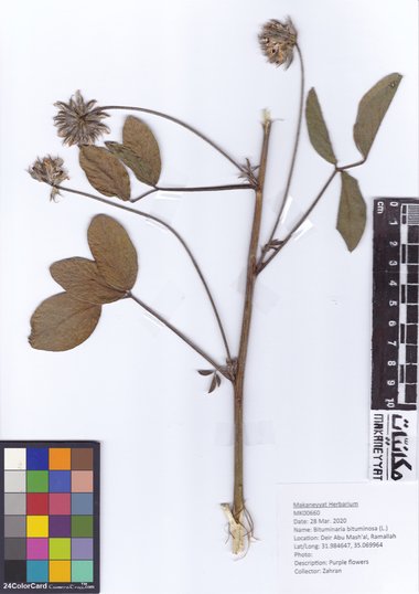 هذه الصورة مرخصة تحت المشاع الإبداعي نسب المصنف - غير تجاري 4.0