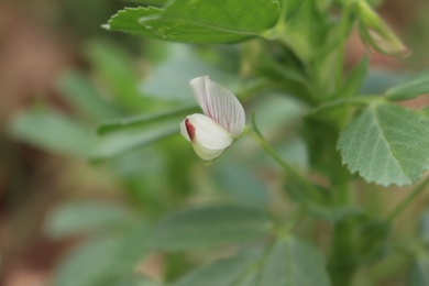Flower, March. This photo is available under the Creative Commons CC-BY-NC 4.0.