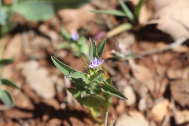 Flowers & Leaves, April. This photo is available under the Creative Commons CC-BY-NC 4.0 License.