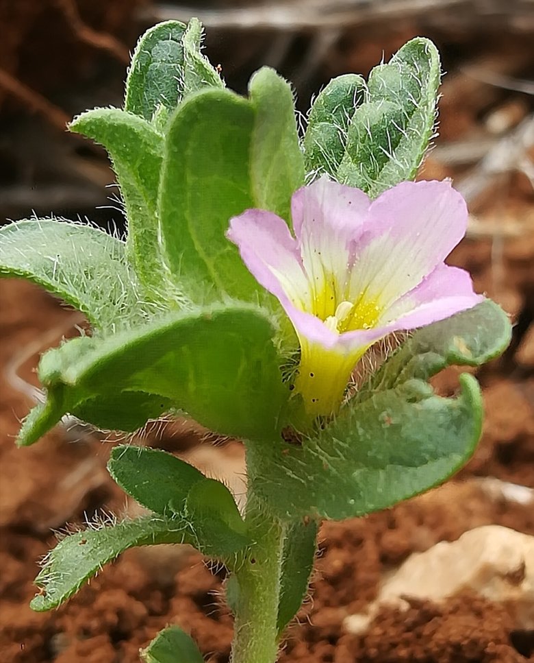 نسب المصنف - غير تجاري 4.0 دولي (CC BY-NC 4.0)- i naturalist.