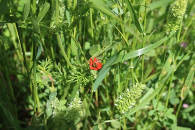 Flower & Leaves, March. This photo is available under the Creative Commons CC-BY-NC 4.0 License.