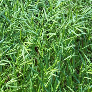 نسب المصنف - غير تجاري 4.0 دولي (CC BY-NC 4.0)- i naturalist.