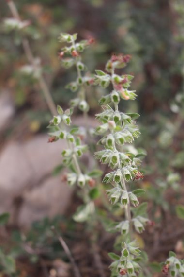 صورة عامة، شهر حزيران. هذه الصورة مرخصة تحت المشاع الاٍبداعي نسب المصنف - غير تجاري 4.0