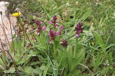 صورة عامة، شهر آذار. هذه الصورة مرخصة تحت المشاع الاٍبداعي نسب المصنف - غير تجاري 4.0