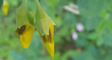 الأزهار، شهر نيسان. هذه الصورة مرخصة تحت المشاع الاٍبداعي نسب المصنف - غير تجاري 4.0