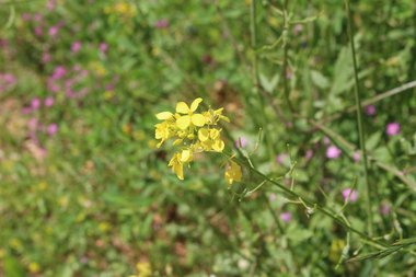 Flowers, March. This photo is available under the Creative Commons CC-BY-NC 4.0.