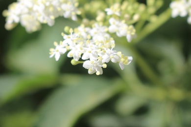 Flowers, April. This photo is available under the Creative Commons CC-BY-NC 4.0 License.