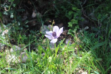 Flower, April. This photo is available under the Creative Commons CC-BY-NC 4.0.