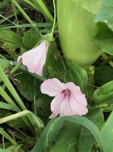 نسب المصنف - غير تجاري 4.0 دولي (CC BY-NC 4.0)- i naturalist.