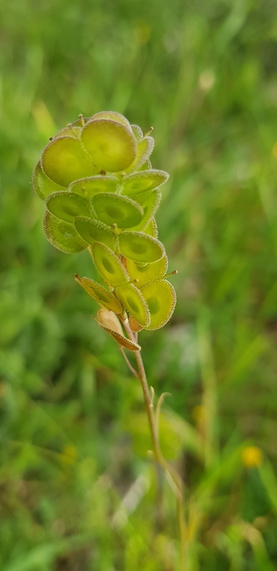 Pods, April. This photo is available under the Creative Commons CC-BY-NC 4.0 License.