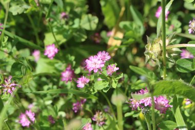 Flowers & Leaves, April. This photo is available under the Creative Commons CC-BY-NC 4.0 License.