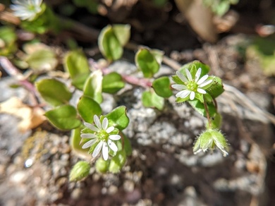 Via inaturalist. Licensed under Attribution-NonCommercial 4.0.International.