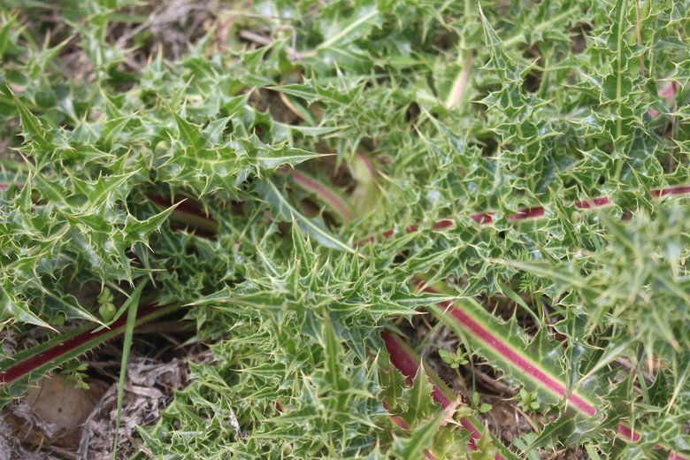 الأوراق، شهر آذار. هذه الصورة مرخصة تحت المشاع الإبداعي نسب المصنف - غير تجاري 4.0