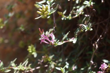 الأزهار، شهر حزيران. هذه الصورة مرخصة تحت المشاع الاٍبداعي نسب المصنف - غير تجاري 4.0