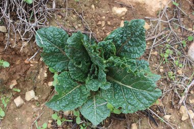Leaves, December. This photo is available under the Creative Commons CC-BY-NC 4.0 License.