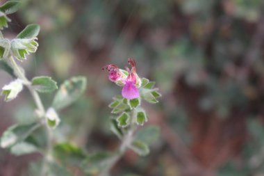 الأزهار، شهر حزيران. هذه الصورة مرخصة تحت المشاع الاٍبداعي نسب المصنف - غير تجاري 4.0