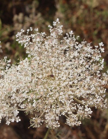 الأزهار، شهر حزيران. هذه الصورة مرخصة تحت المشاع الاٍبداعي نسب المصنف - غير تجاري 4.0