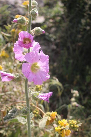 الأزهار، شهر أيار. هذه الصورة مرخصة تحت المشاع الإبداعي نسب المصنف - غير تجاري 4.0