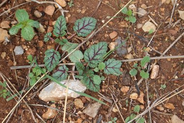 الأوراق، شهر كانون الأول. هذه الصورة مرخصة تحت المشاع الإبداعي نسب المصنف - غير تجاري 4.0