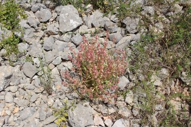 صورة عامة، شهر أيار. هذه الصورة مرخصة تحت المشاع الاٍبداعي نسب المصنف - غير تجاري 4.0