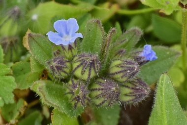 نسب المصنف - غير تجاري 4.0 دولي (CC BY-NC 4.0)- i naturalist.