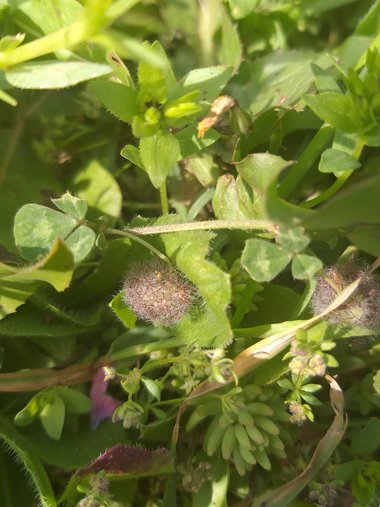 Flower, April. This photo is available under the Creative Commons CC-BY-NC 4.0.