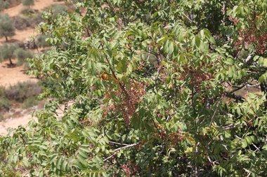 Fruits & Leaves, March. This photo is available under the Creative Commons CC-BY-NC 4.0.