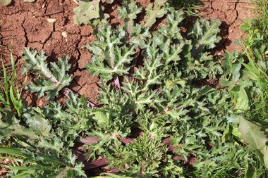 الأوراق، شهر شباط. هذه الصورة مرخصة تحت المشاع الاٍبداعي نسب المصنف - غير تجاري 4.0