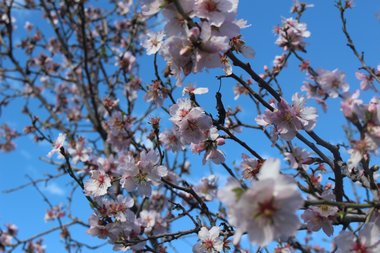 الأزهار، شهر شباط. هذه الصورة مرخصة تحت المشاع الاٍبداعي نسب المصنف - غير تجاري 4.0