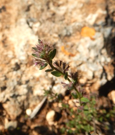Flowers, April. This photo is available under the Creative Commons CC-BY-NC 4.0 License.