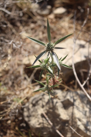 Flowers & Leaves, June. This photo is available under the Creative Commons CC-BY-NC 4.0 License.