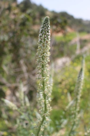 الأزهار، شهر نيسان. هذه الصورة مرخصة تحت المشاع الاٍبداعي نسب المصنف - غير تجاري 4.0