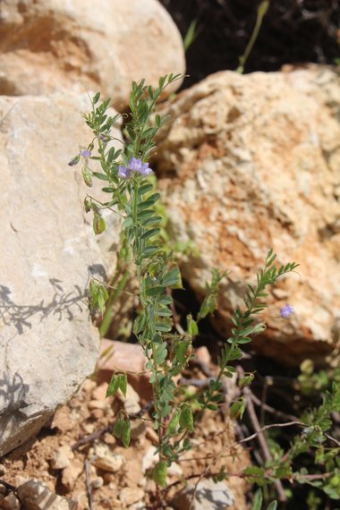 صورة عامة، شهر نيسان. هذه الصورة مرخصة تحت المشاع الاٍبداعي نسب المصنف - غير تجاري 4.0