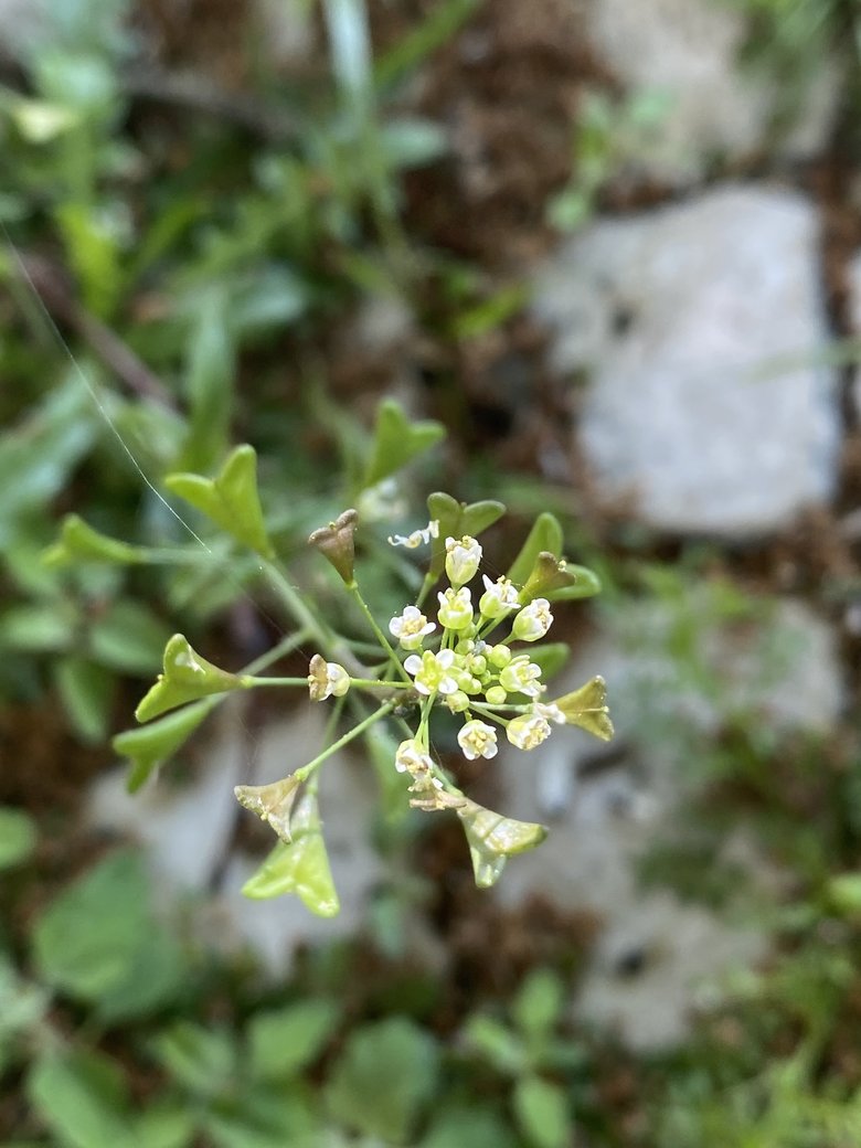 Via inaturalist. Licensed under Attribution-NonCommercial 4.0.International.