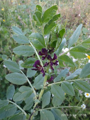 الأزهار و الأوراق، شهر آذار. هذه الصورة مرخصة تحت المشاع الاٍبداعي نسب المصنف - غير تجاري 4.0