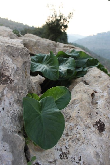 Leaves, April. This photo is available under the Creative Commons CC-BY-NC 4.0 License.