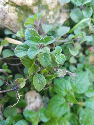 الأوراق، شهر كانون الثاني. هذه الصورة مرخصة تحت المشاع الإبداعي نسب المصنف - غير تجاري 4.0